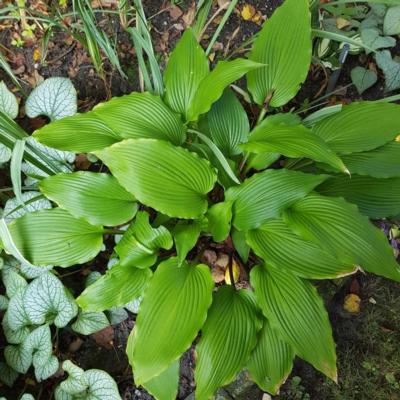 Hosta 'Red Dragon' Hosta 'Red Dragon'